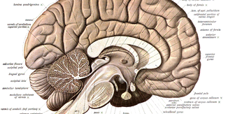 brain