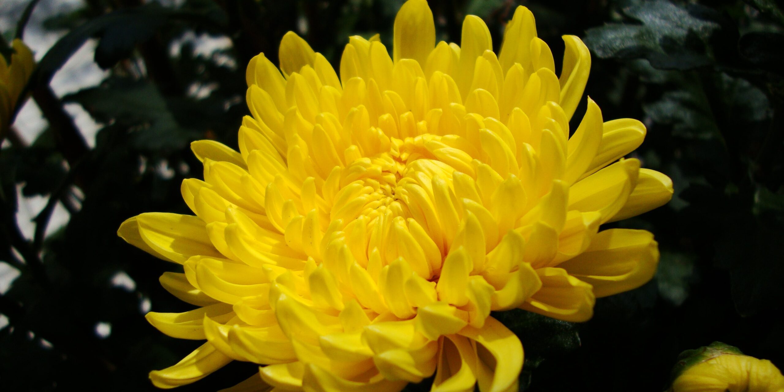 Chrysanthemum-min