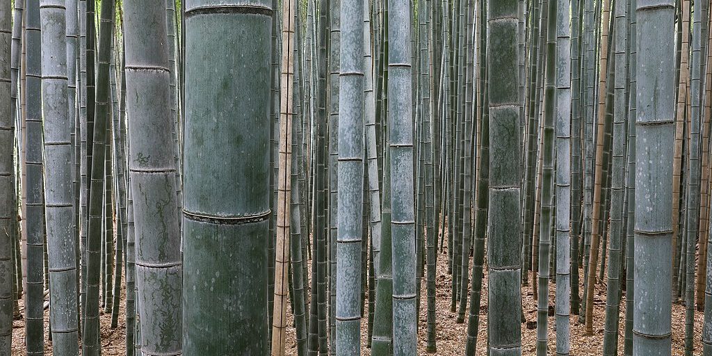 bamboo
