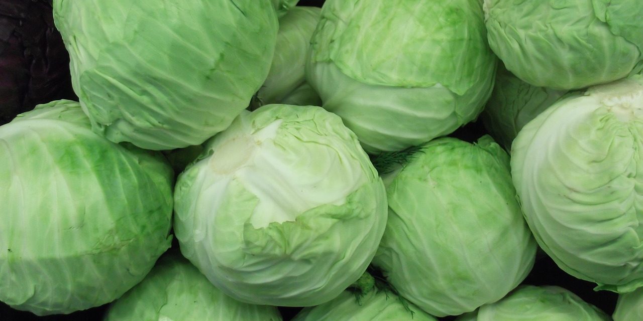 cabbage