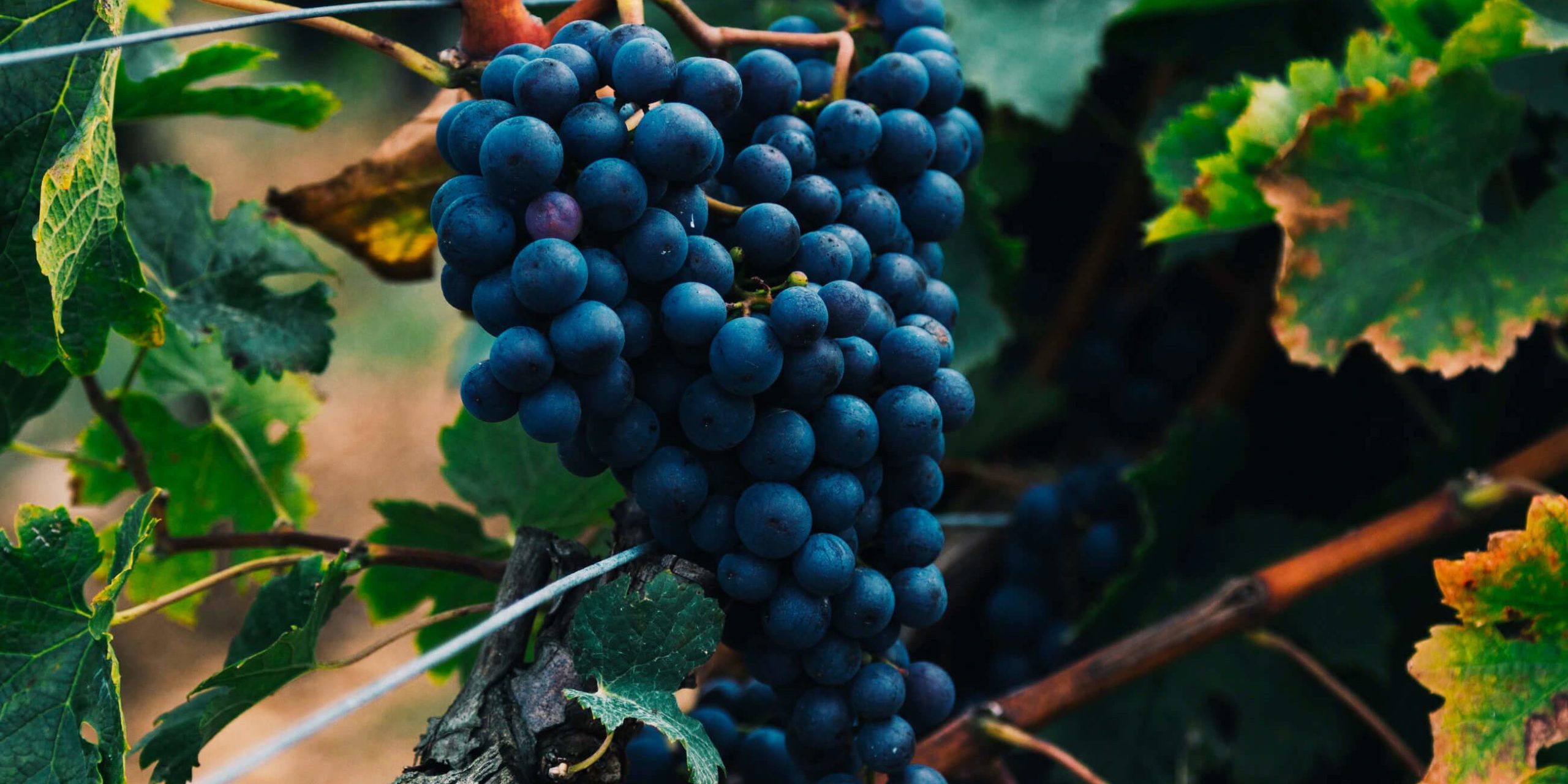 The Beauty of Winemaking beauty-of-winemaking