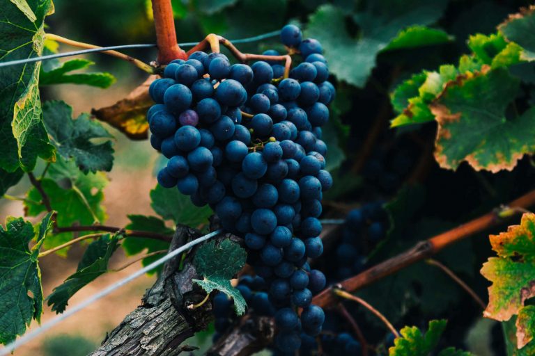 beauty-of-winemaking