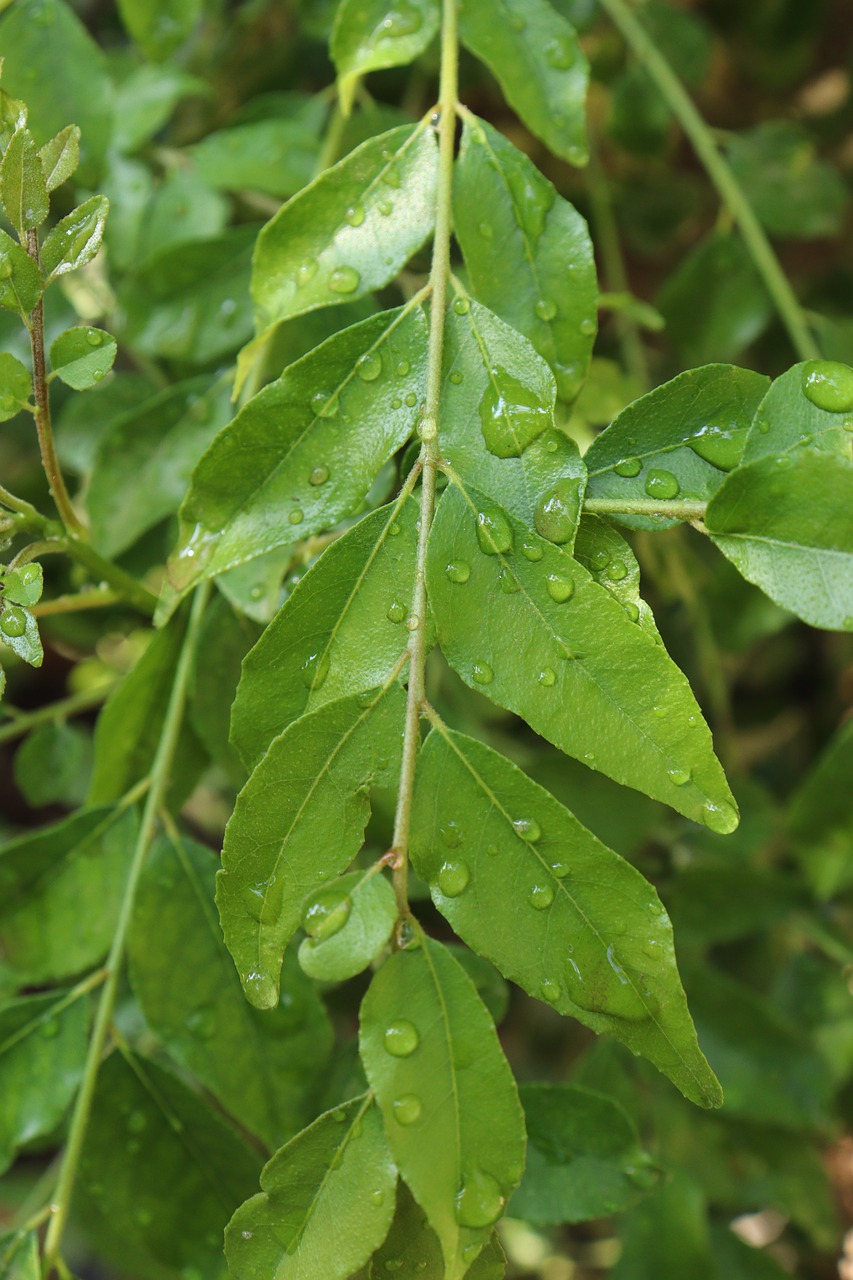 Curry Leaves India For You