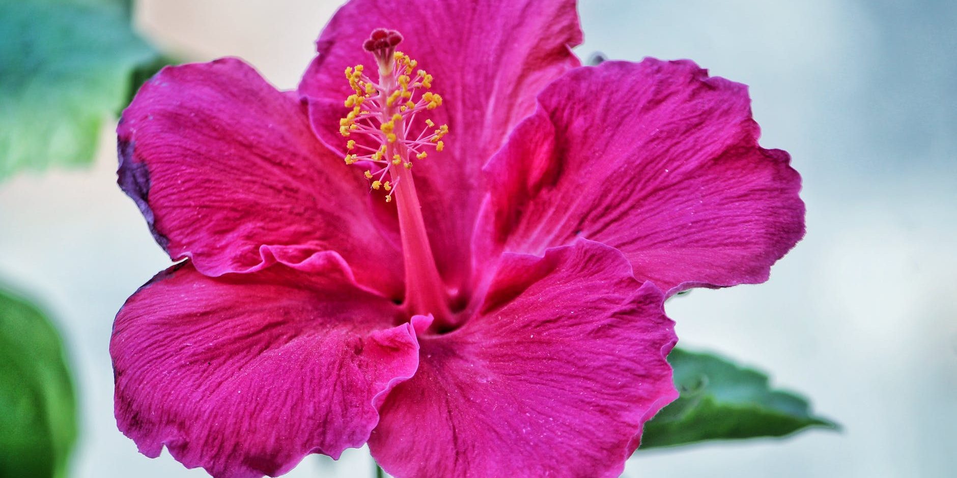 pink hibiscus flower