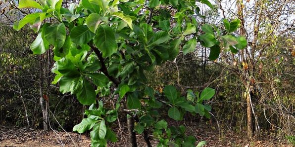 madhuca-longifolia-g27aabe1e9_640